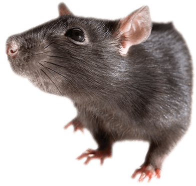 Rat